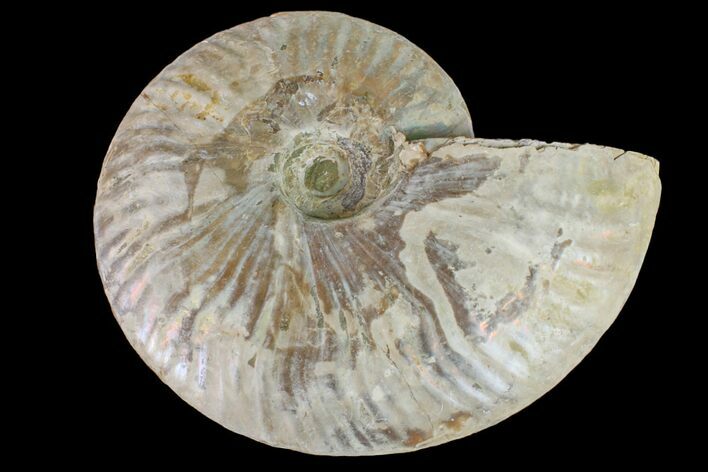 Silver Iridescent Ammonite (Cleoniceras) Fossil - Madagascar #157177